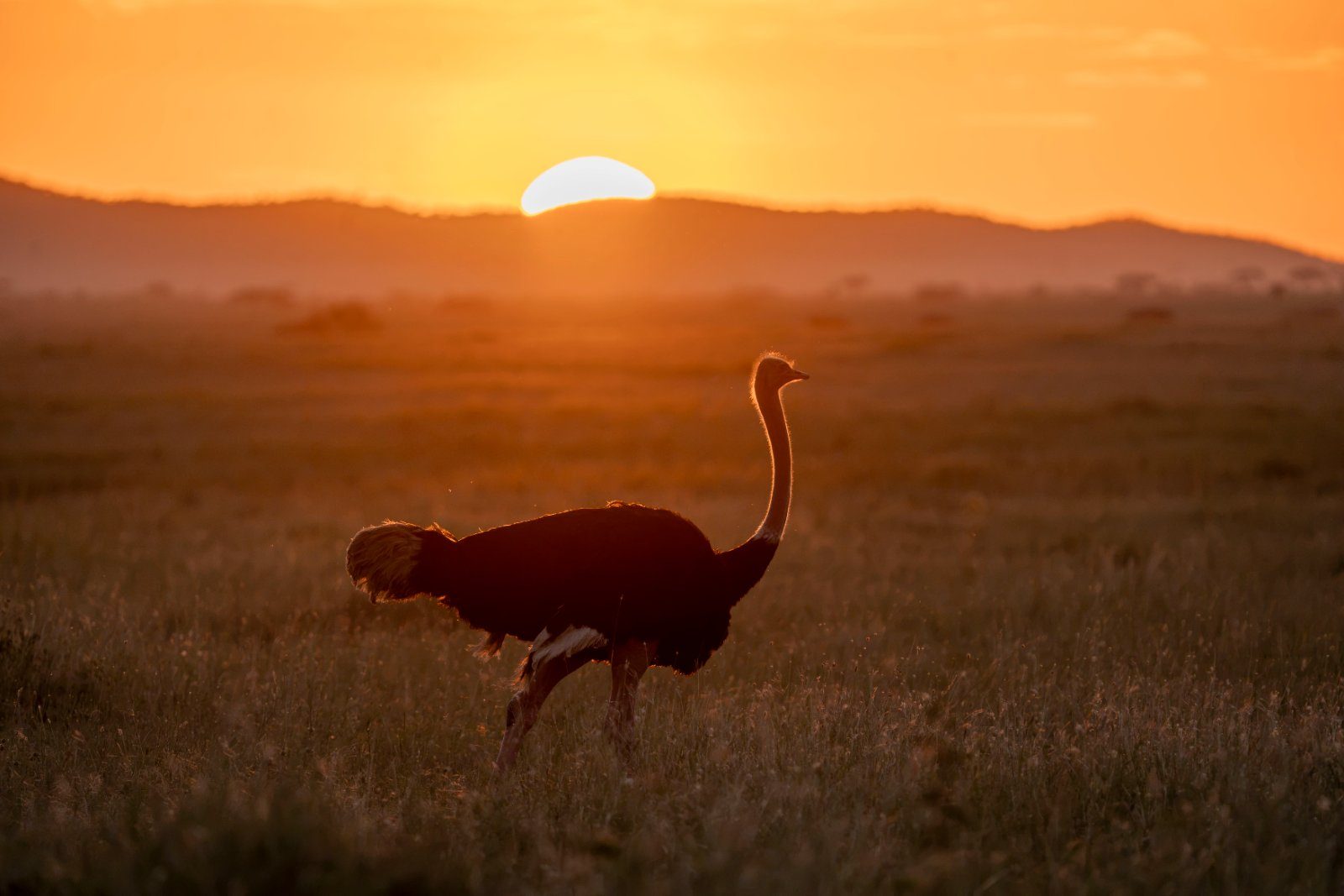 An ostrich crossing the plains against the setting sun